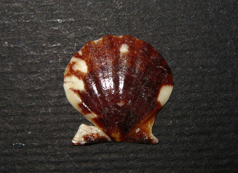 Pectinidae