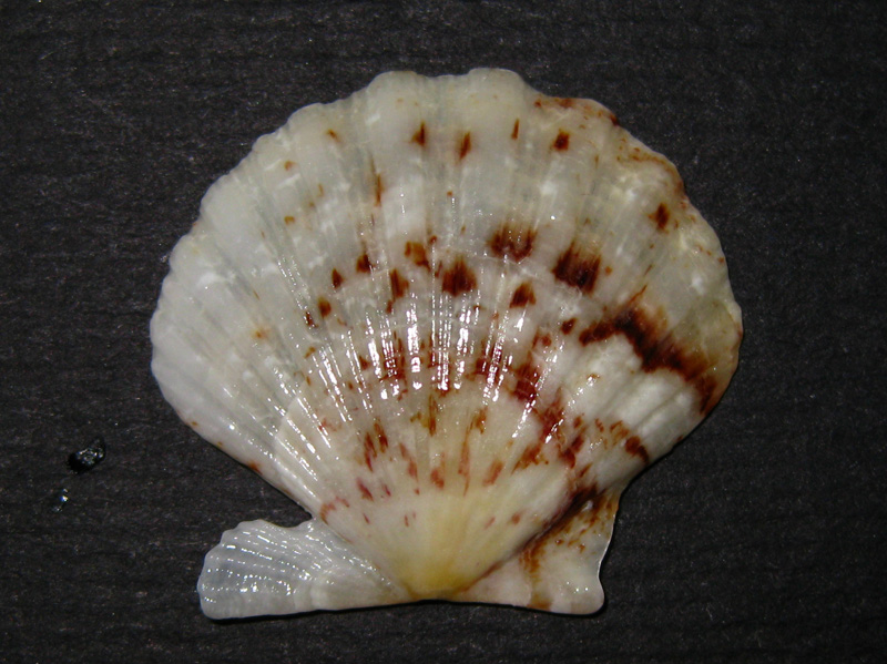 Pectinidae