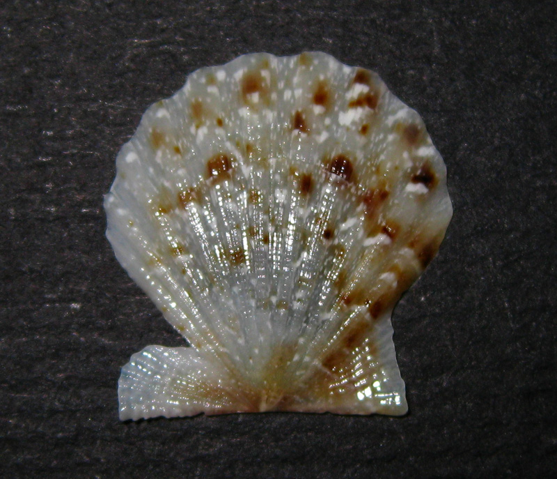 Pectinidae