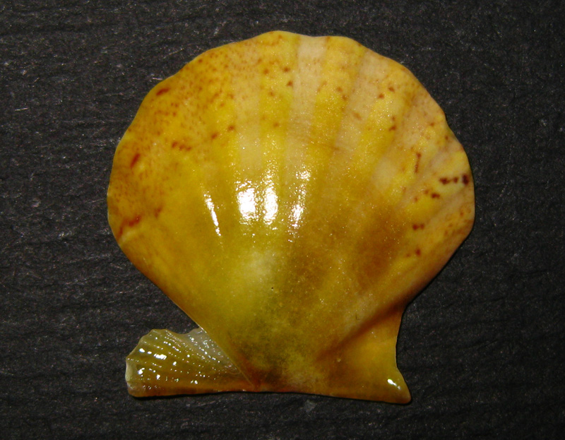 Pectinidae