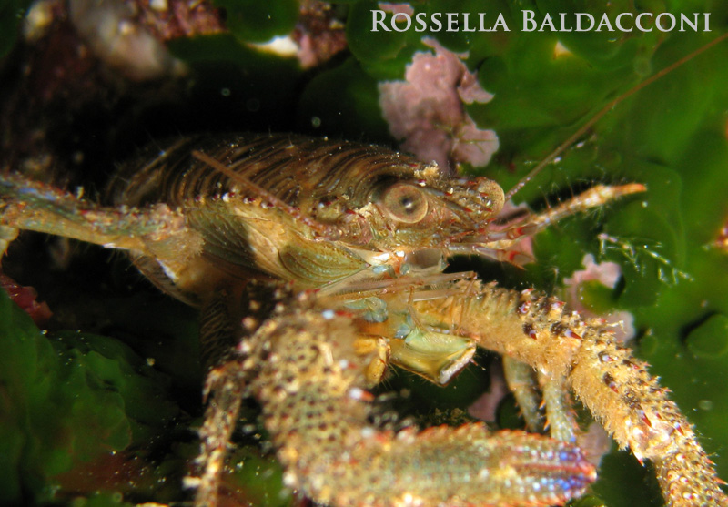 Galathea squamifera