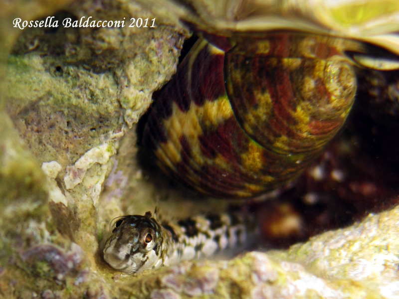 Blennide (juvenile Coryphoblennius galerita)