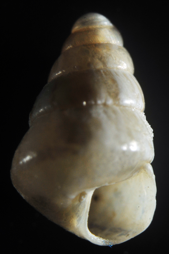 Odostomia sp.