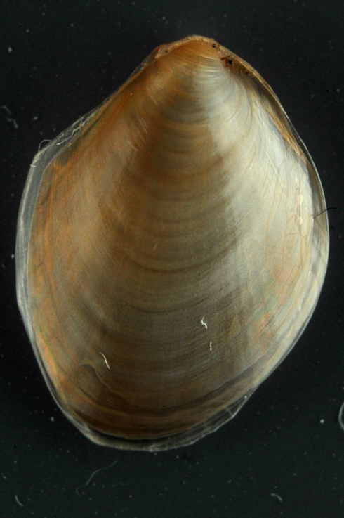 Aplysia punctata