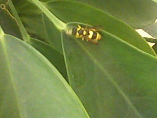 Polistes?  No,  Vespidae Eumeninae