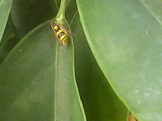 Polistes?  No,  Vespidae Eumeninae