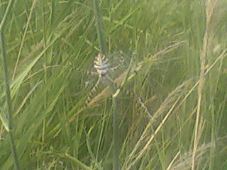 Argiope lobata