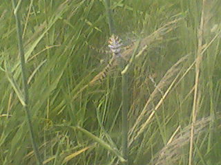 Argiope lobata