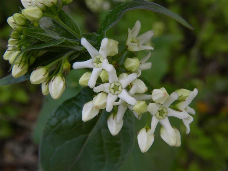 In bocciolo da id. - Vincetoxicum hirundinaria