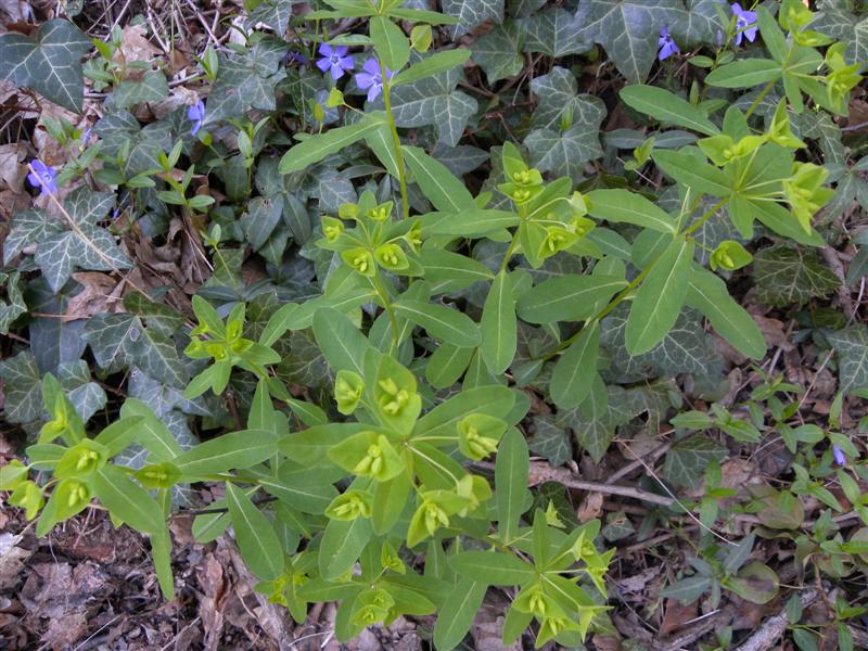 Euphorbia dulcis