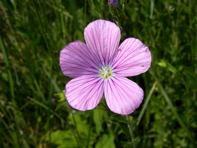 Fioritura di giugno - Linum viscosum L.