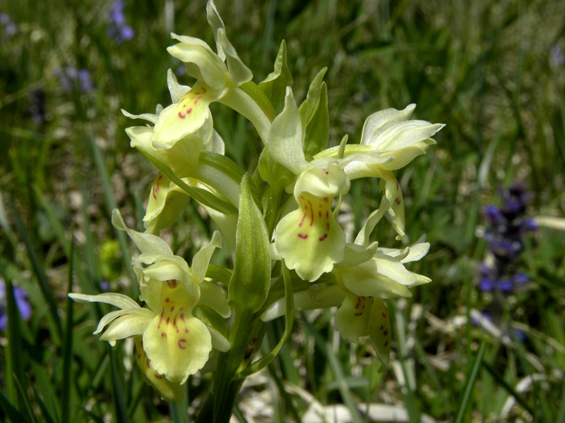 orchidea viola - Dactylorhiza sambucina