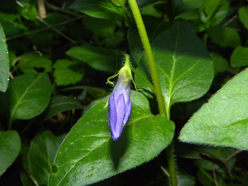 Vinca major