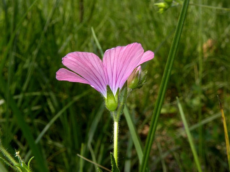 Fioritura di giugno - Linum viscosum L.