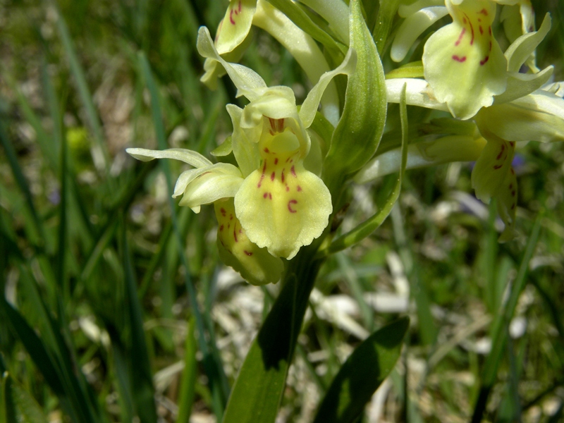 orchidea viola - Dactylorhiza sambucina