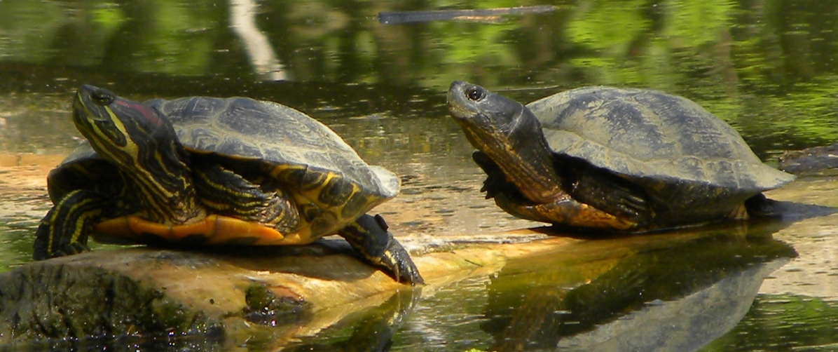 Tartarughe in un''oasi naturalistica