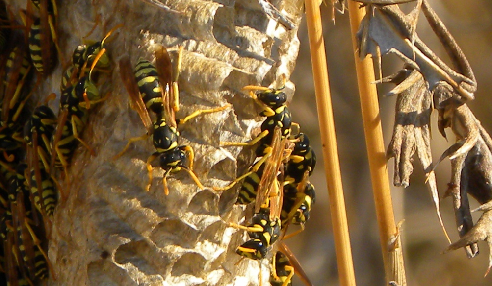 Nido di Polistes gallicus