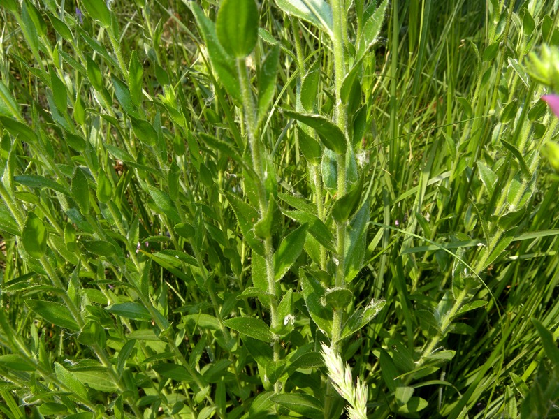 Fioritura di giugno - Linum viscosum L.