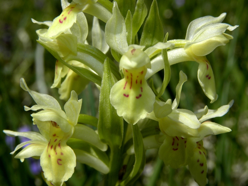 orchidea viola - Dactylorhiza sambucina