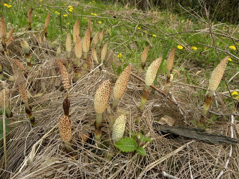 Equisetum telmateia?