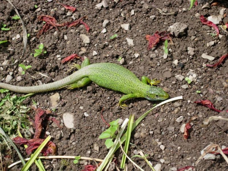 Dal finestrino della macchina - Lacerta viridis