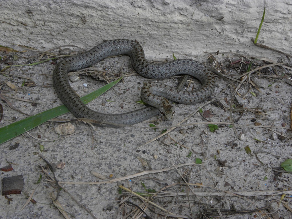 Coronella austriaca - il ritorno.