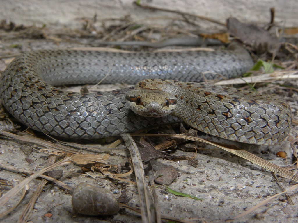 Coronella austriaca - il ritorno.