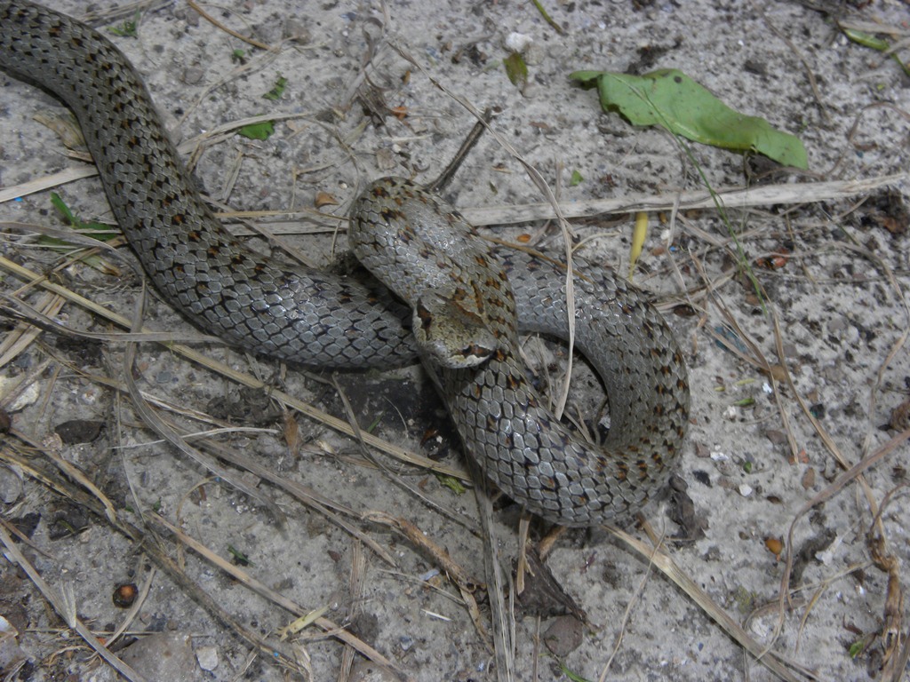 Coronella austriaca - il ritorno.