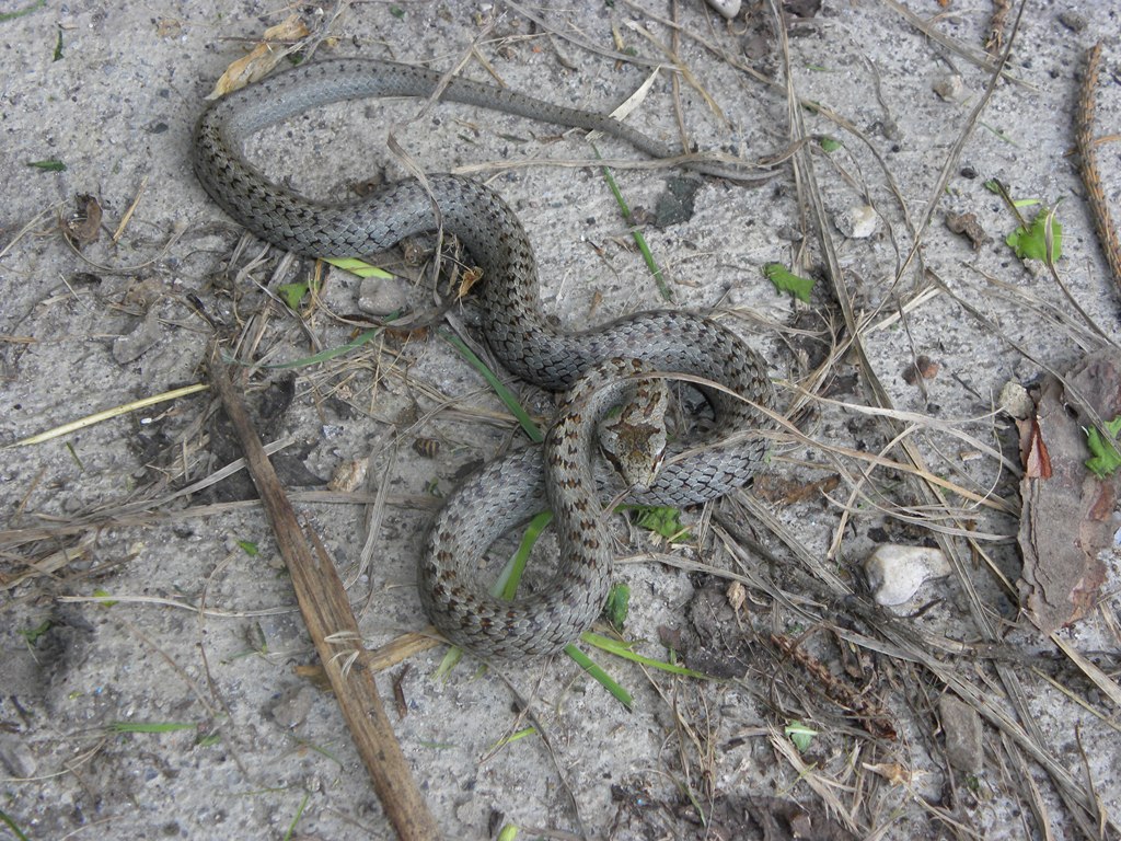 Coronella austriaca - il ritorno.