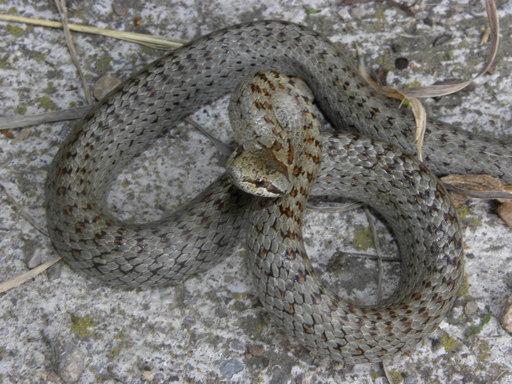 Coronella austriaca - il ritorno.