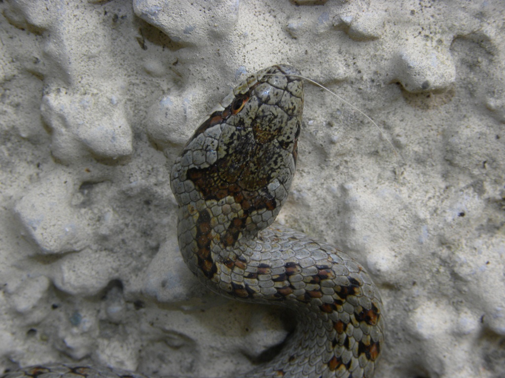 Coronella austriaca - il ritorno.