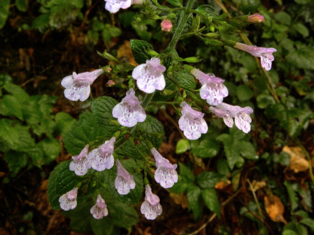 Calamintha nepeta