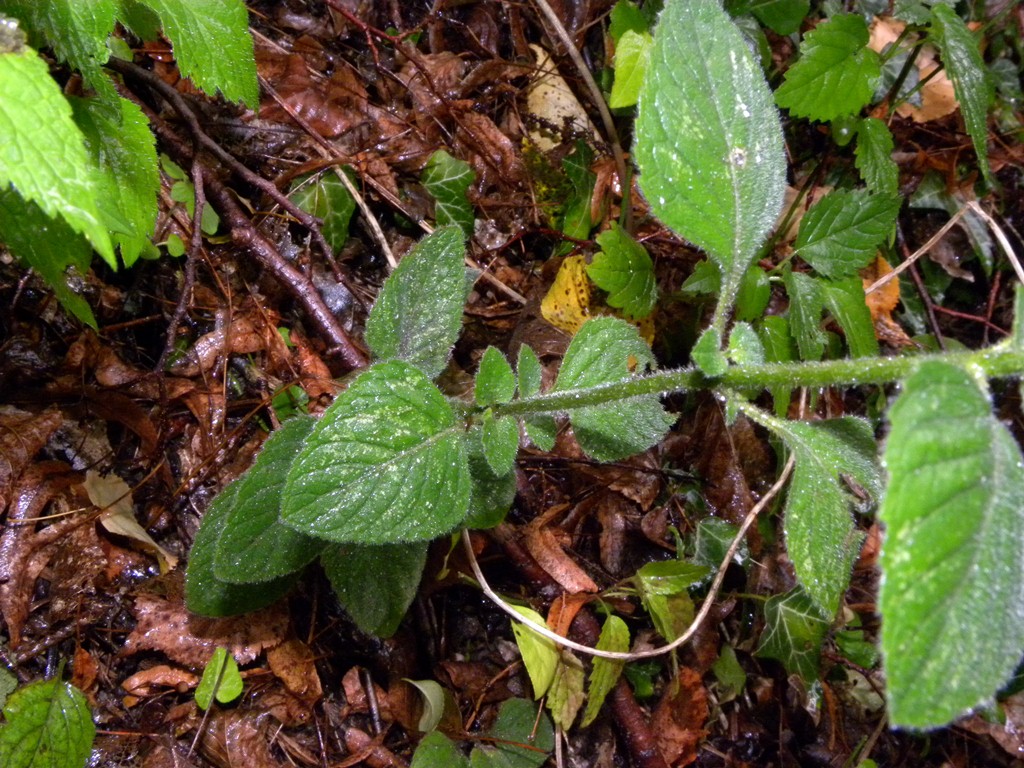 Calamintha nepeta