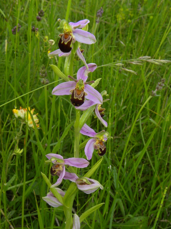 Ophrys apifera var. aurita?