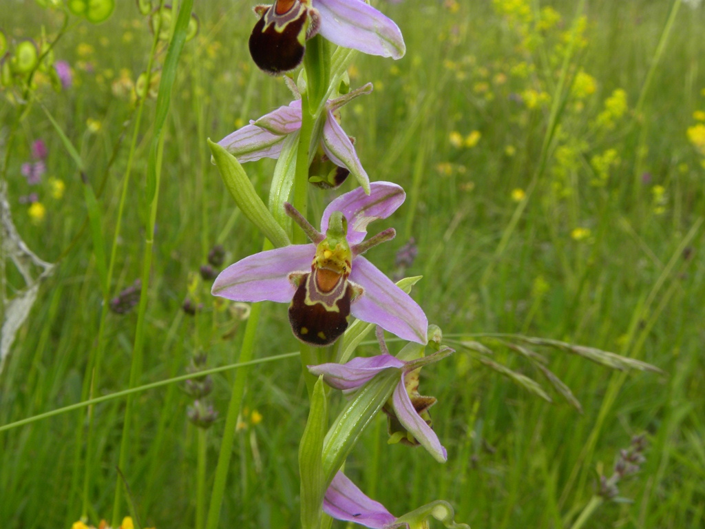 Ophrys apifera var. aurita?