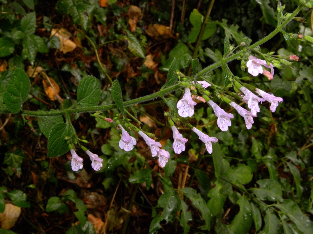 Calamintha nepeta