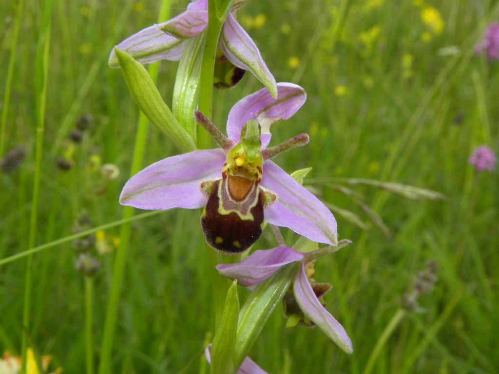 Ophrys apifera con sepali bianchi e var. aurita