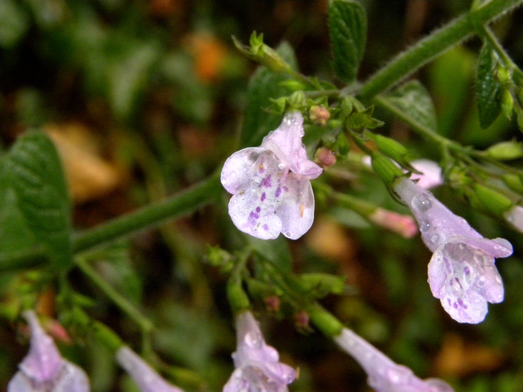 Calamintha nepeta