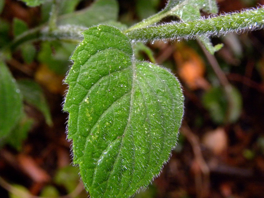 Calamintha nepeta