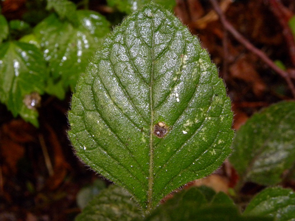 Calamintha nepeta