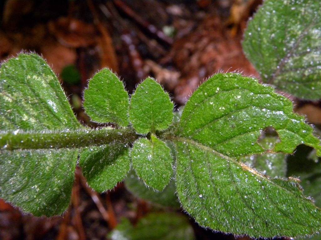 Calamintha nepeta