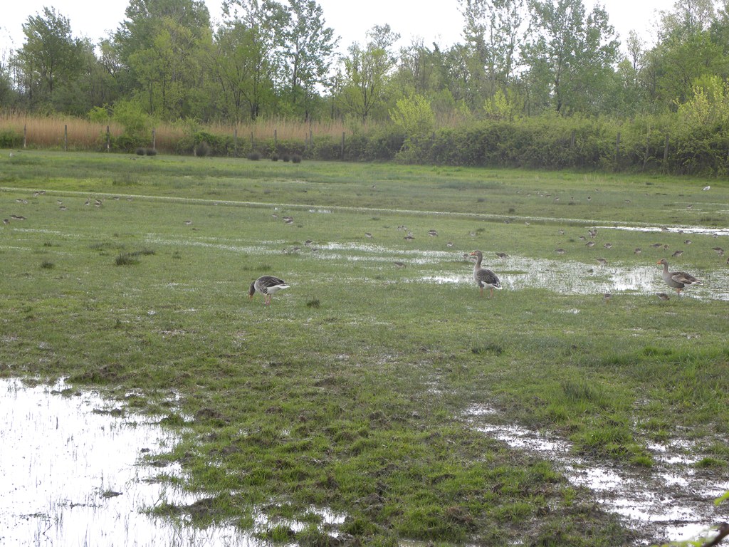 Airone cinerino e giovane di Ibis sacro