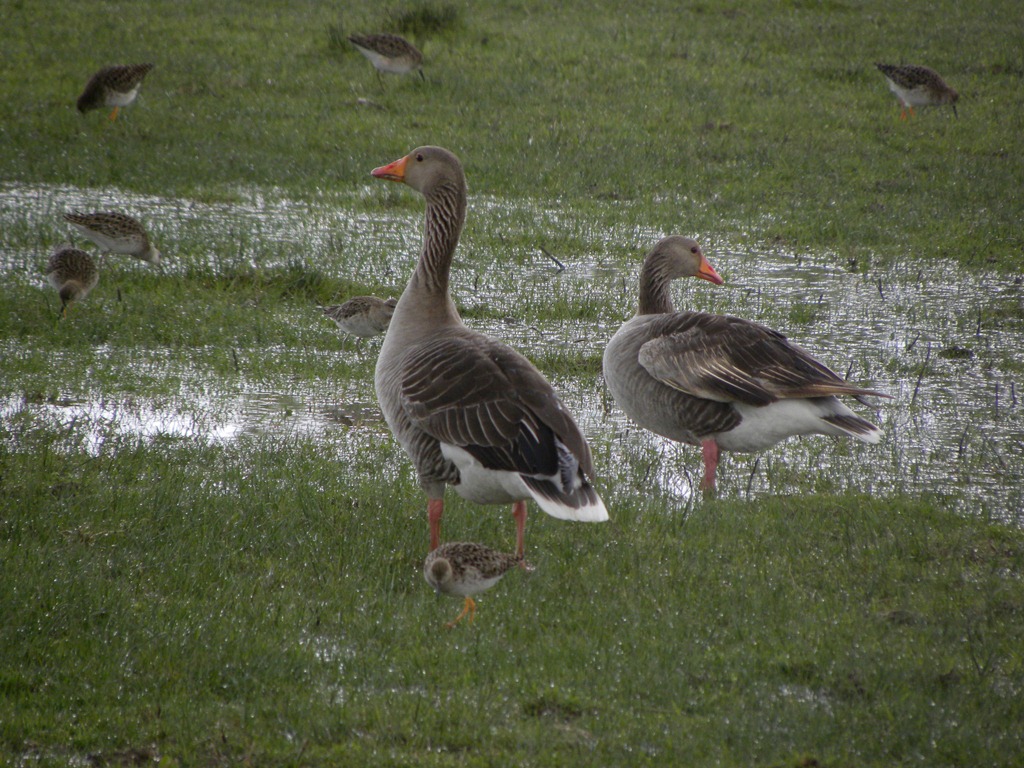 Airone cinerino e giovane di Ibis sacro