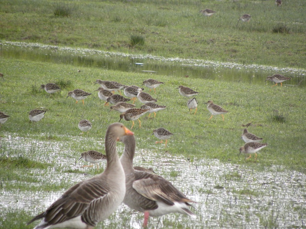 Airone cinerino e giovane di Ibis sacro