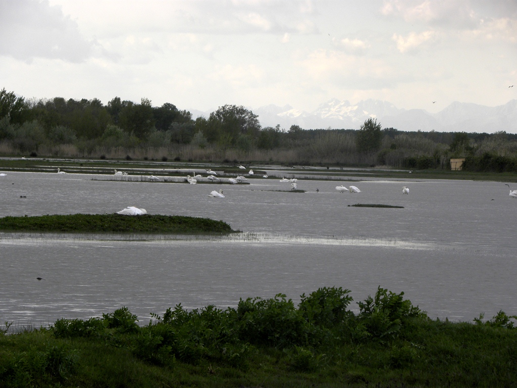 Airone cinerino e giovane di Ibis sacro