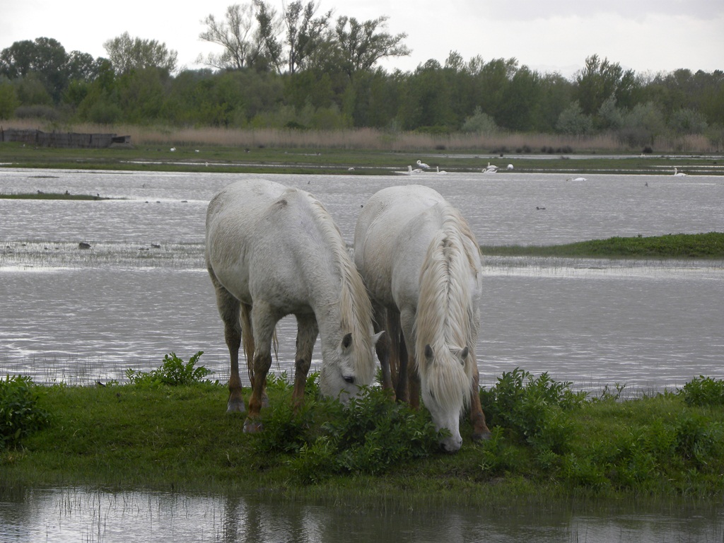 Airone cinerino e giovane di Ibis sacro