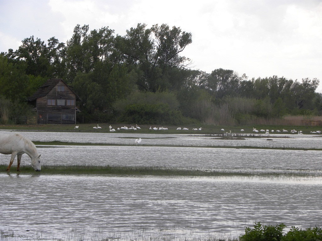 Airone cinerino e giovane di Ibis sacro