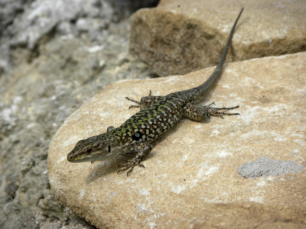 Podarcis wagleriana? No Podarcis siculus