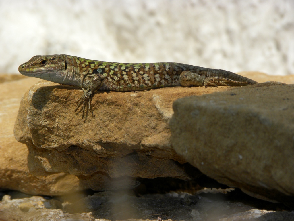 Podarcis wagleriana? No Podarcis siculus