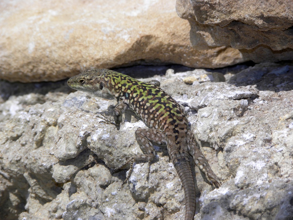 Podarcis wagleriana? No Podarcis siculus